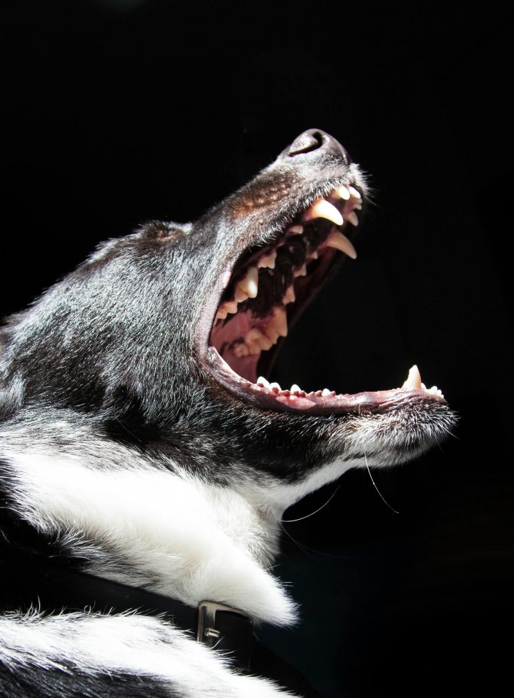 aggressive dog who is about to bite